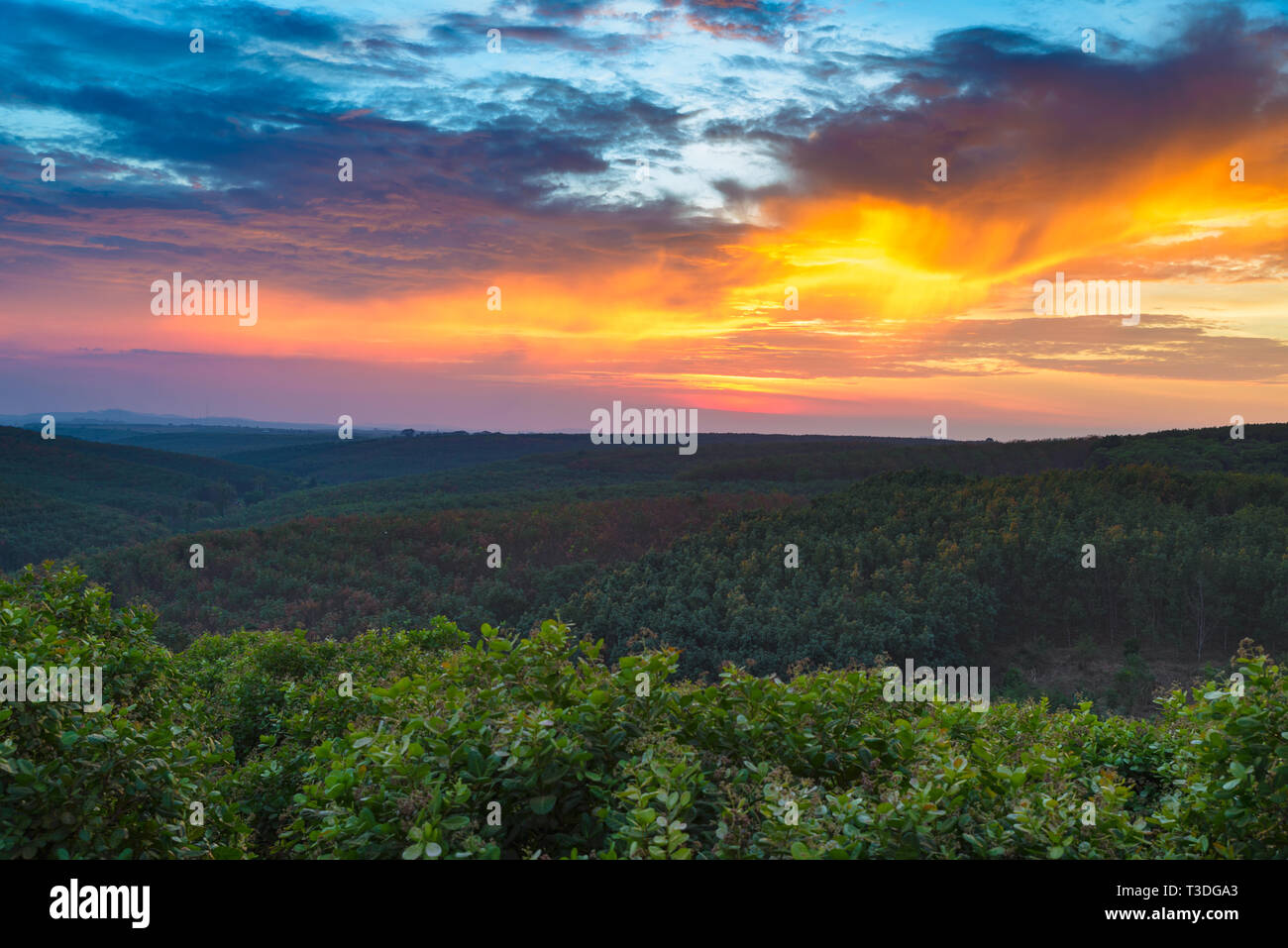 Coucher de soleil sur les anacardiers en caoutchouc des plantations industrielles à Banlung, Ratanakiri, au Cambodge Banque D'Images Coucher de soleil sur les anacardiers en caoutchouc des plantations industrielles à Banlung, Ratanakiri, au Cambodge Banque D'Images