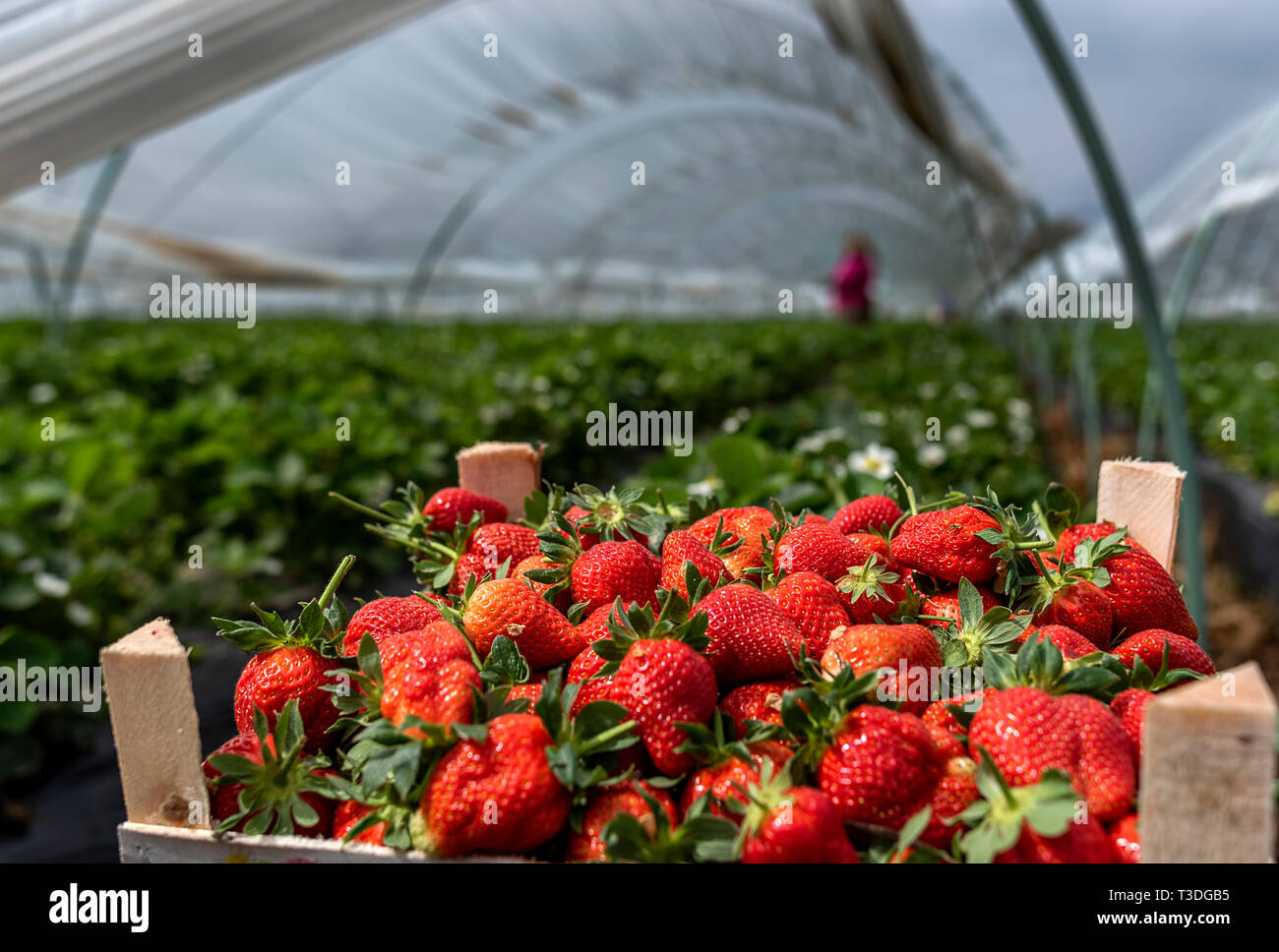 Champ de Fraises et récolte de fraises Banque D'Images