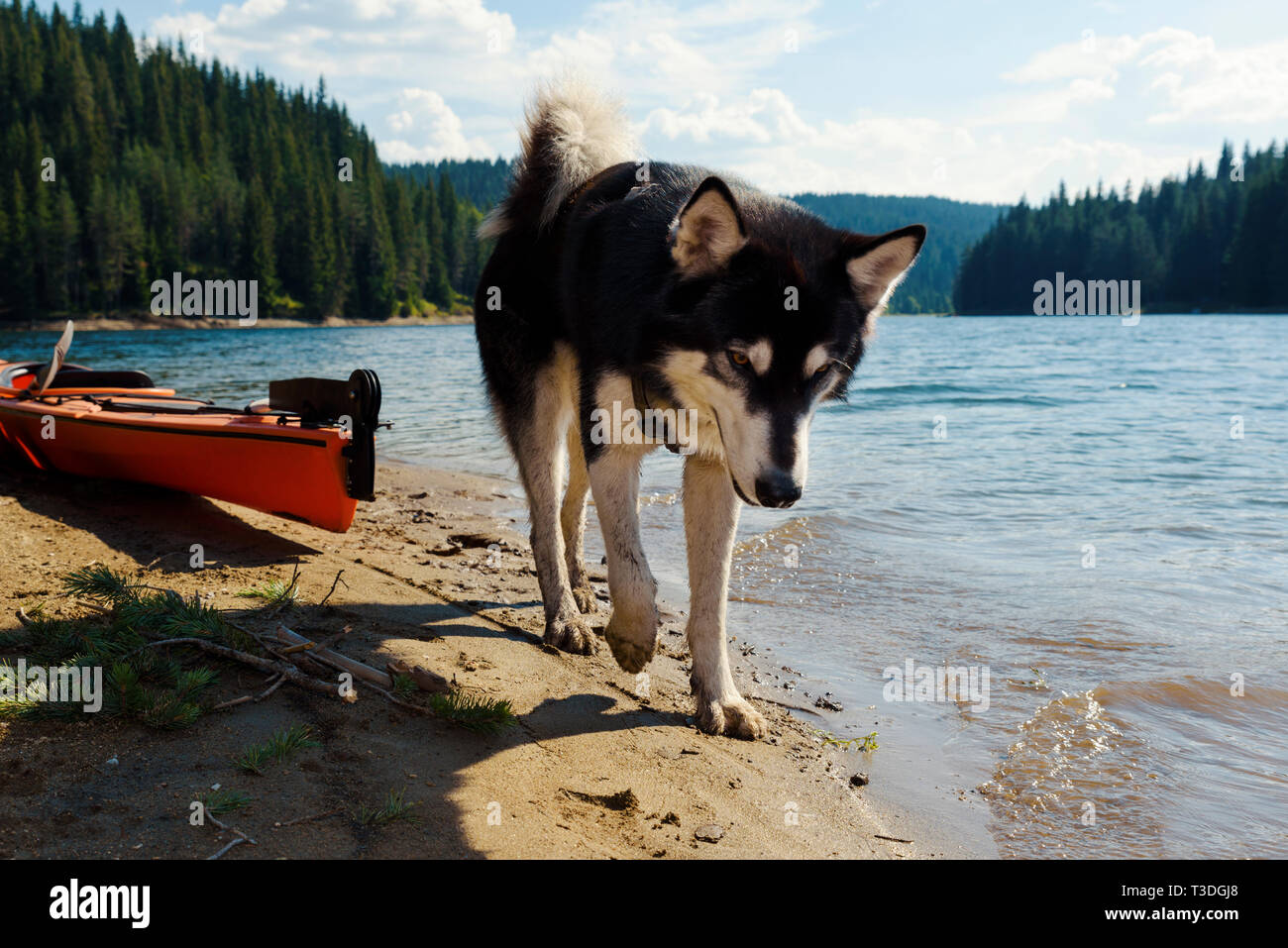 Malamute d'Alaska de marcher sur un lac à côté de kayak orange sur une montagne Selective focus Banque D'Images