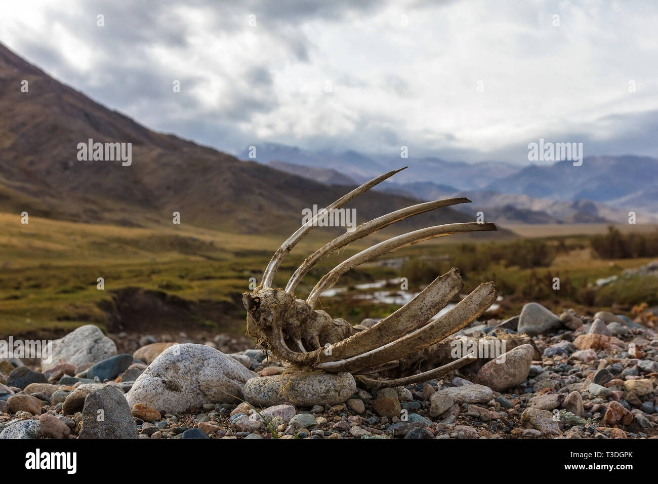Reste du squelette d'un animal mort dans les montagnes sauvages Banque D'Images