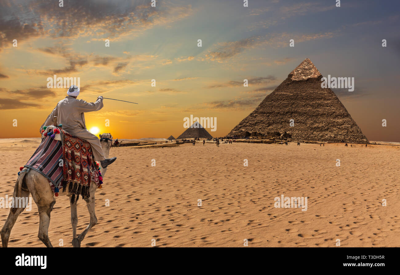 Un bédouin sur un chameau devant les grandes pyramides de Gizeh Banque D'Images