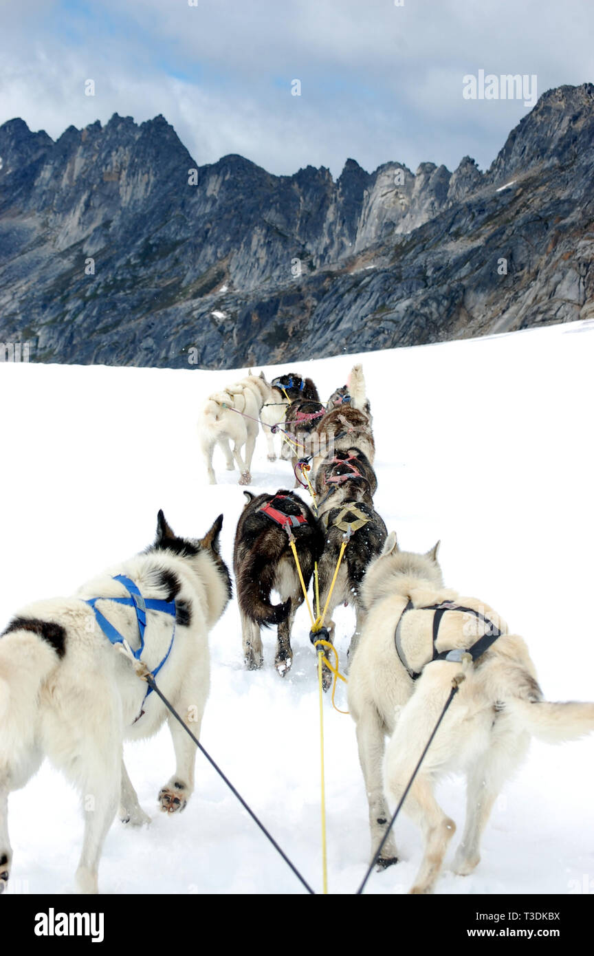 Traîneau à chiens sur le glacier de Denver à Skagway, Alaska Banque D'Images Traîneau à chiens sur le glacier de Denver à Skagway, Alaska Banque D'Images