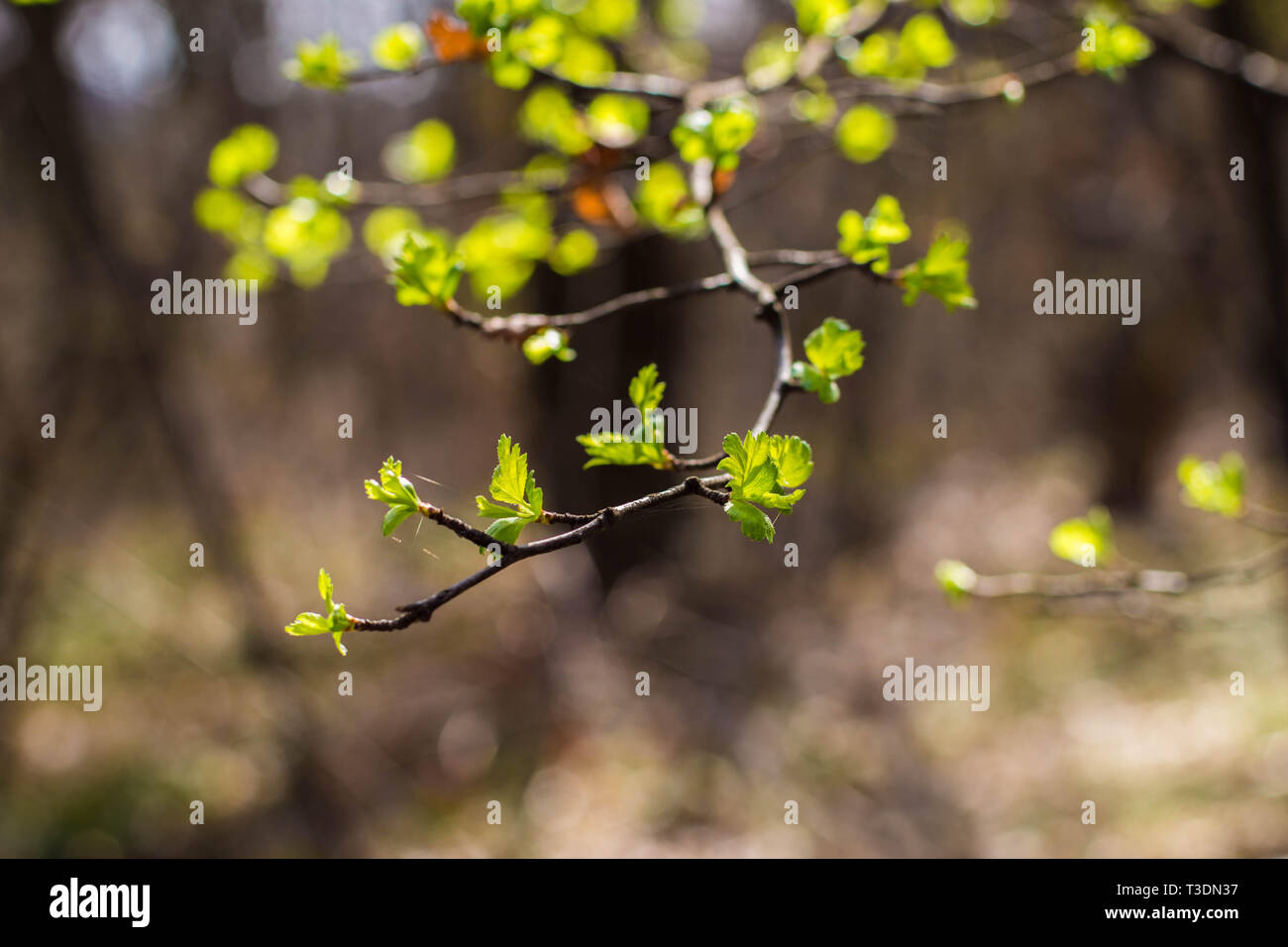 Les jeunes feuilles vert frais sur la branche de l'arbre d'aubépine Banque D'Images