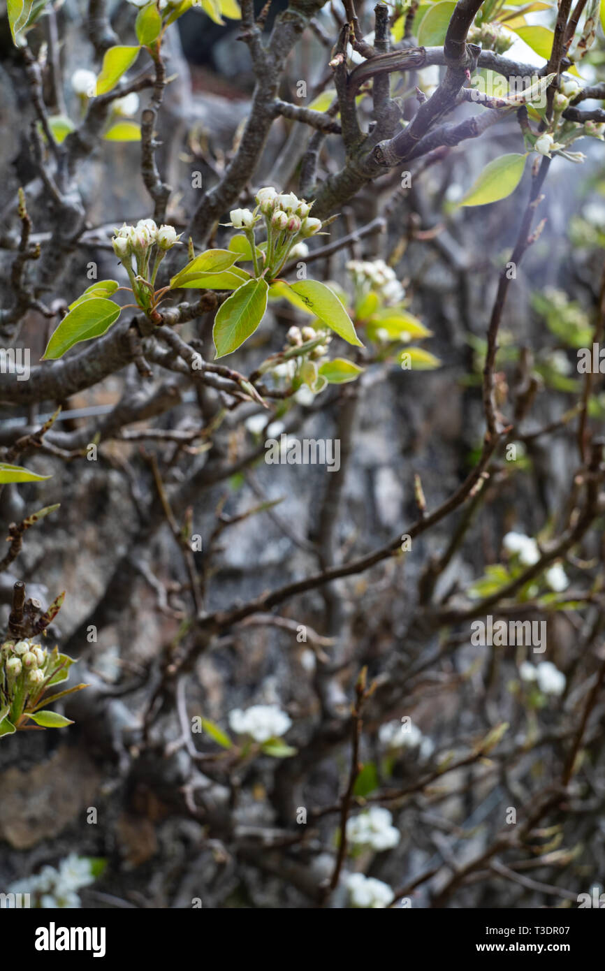 / Apple Blossom poire Fruits formés sur une arborescence / Bush contre un mur, l'espalier. River Cottage, Park Farm, Axminster, Devon, UK Banque D'Images