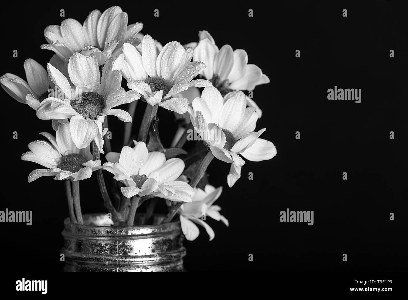 Portrait d'un groupe de marguerites blancs dans un bocal en verre Banque D'Images