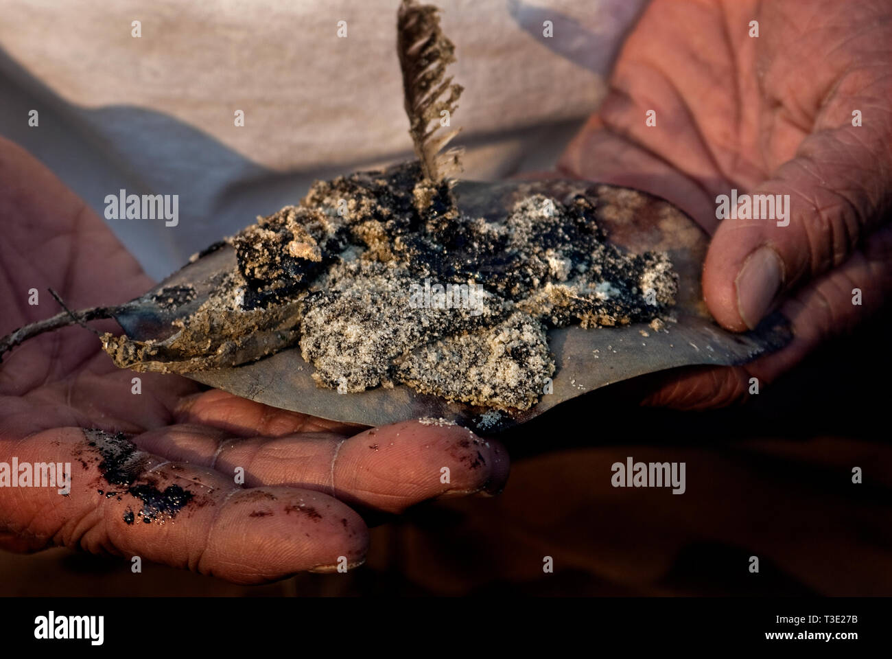 Un pêcheur détient les feuilles et les plumes des oiseaux couverts par une substance huileuse près de la plage publique sur l'extrémité ouest de Dauphin Island, Alabama. Banque D'Images