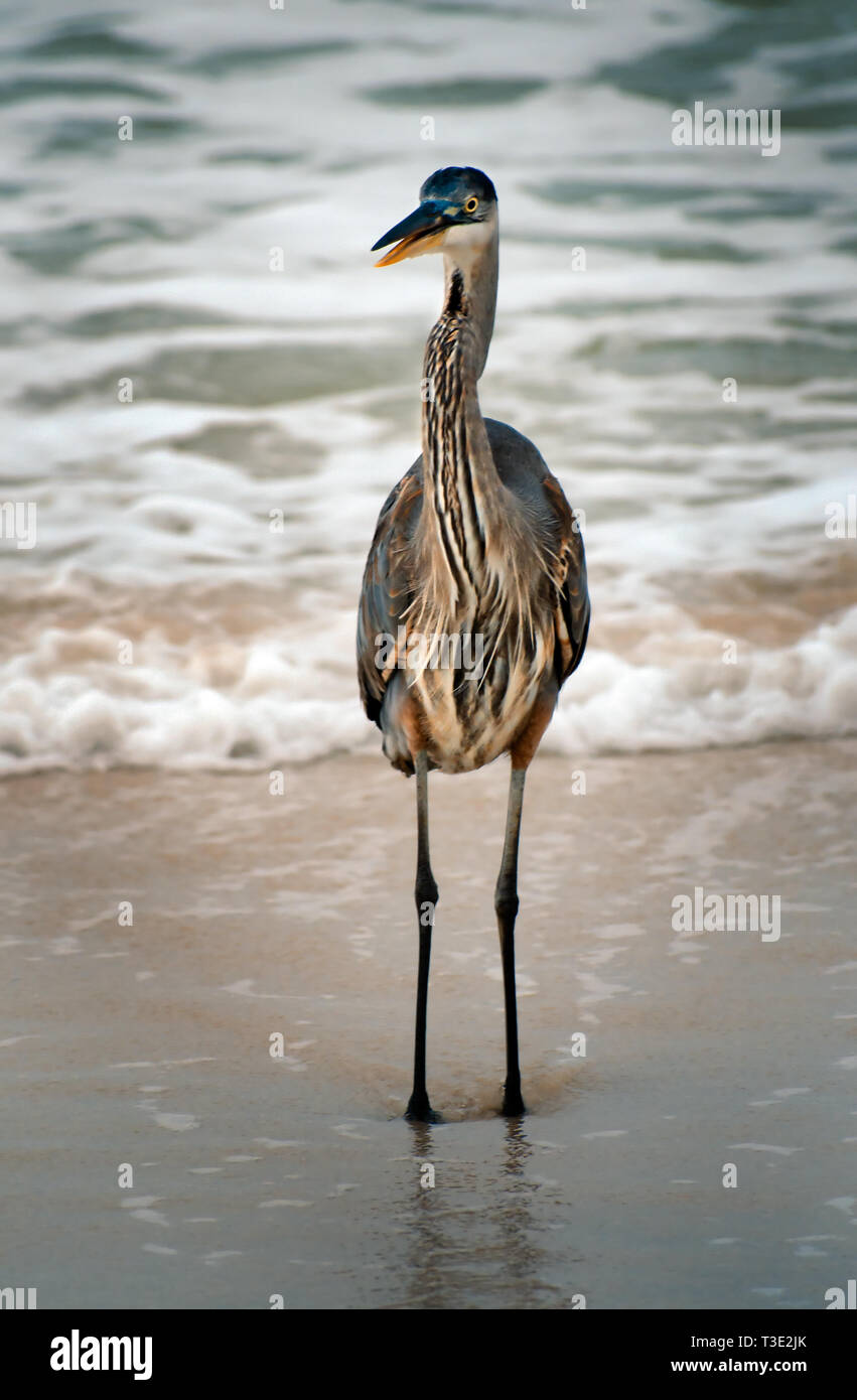 Un grand héron bleu ouvre son appel à projet de loi tel qu'il est dans le surf sur Dauphin Island, Alabama. Banque D'Images