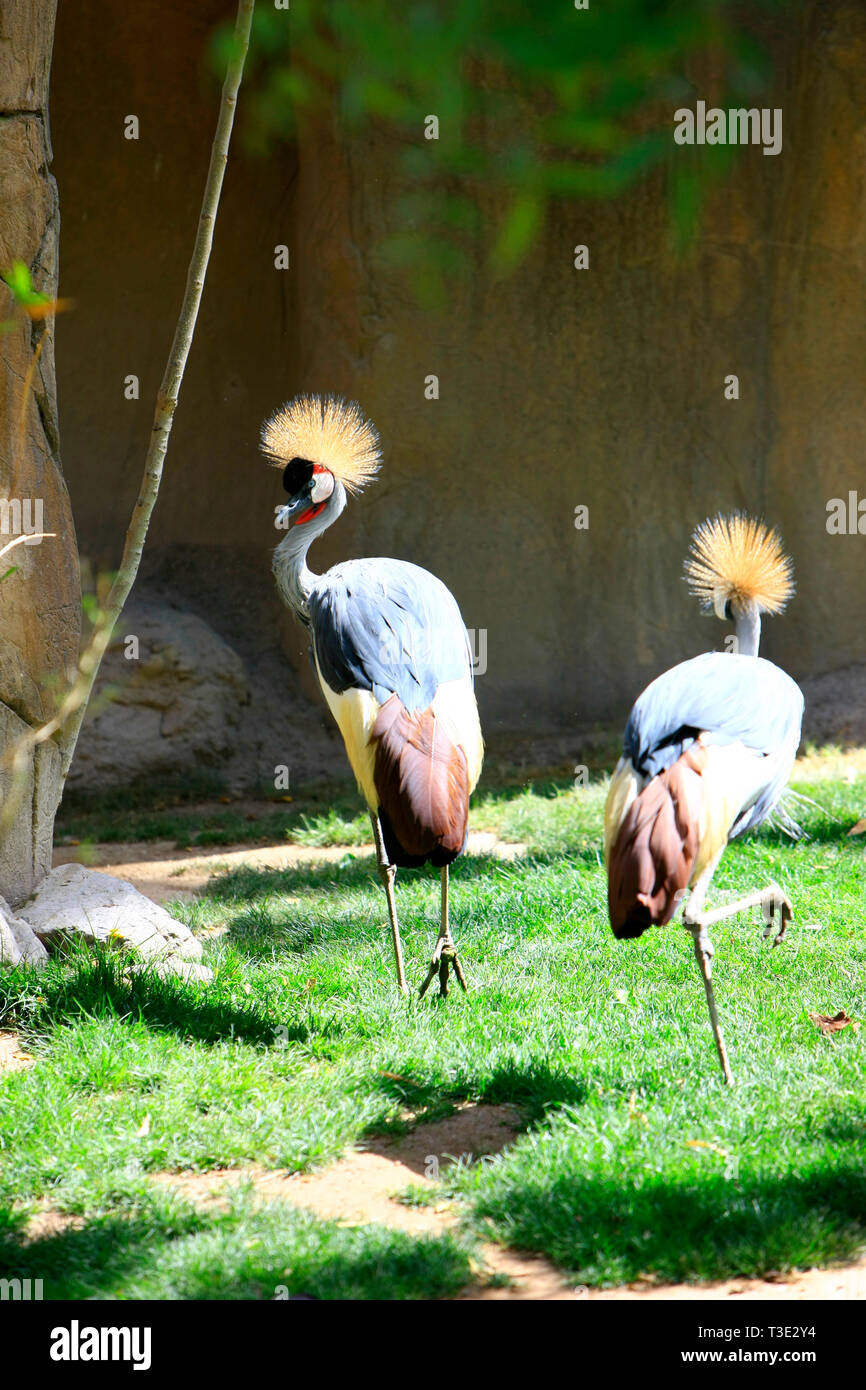 Grues couronnées d'Afrique de l'est à la Reid Park Zoo à Tucson AZ Banque D'Images