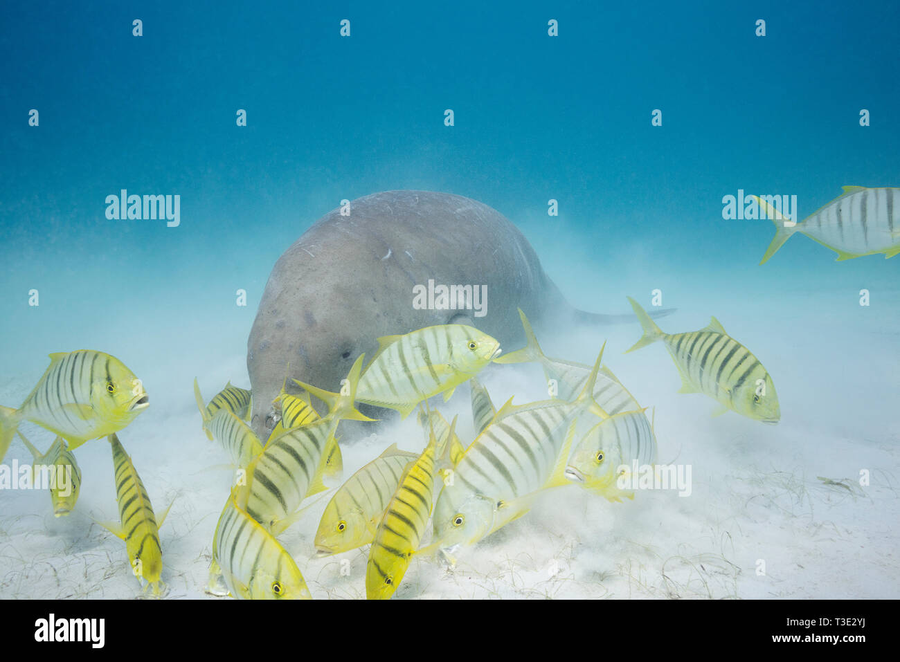 Le Dugong ou sea cow, Dugong dugon, Espèces en danger critique d'extinction, l'alimentation dans les herbiers lit avec juvenile Golden trevally, Calauit, Palawan, Philippines Banque D'Images