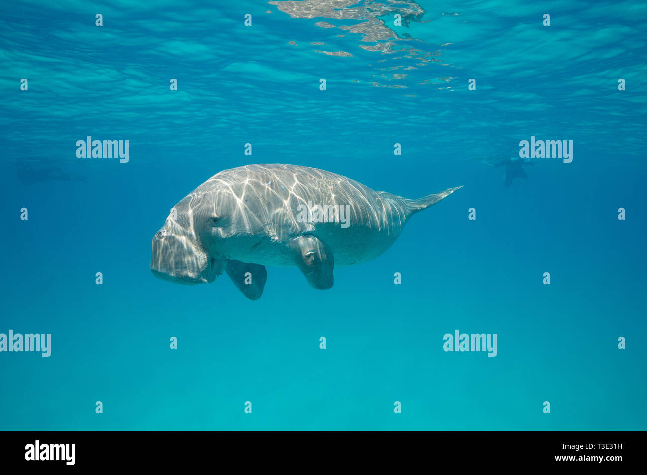 Dugong mâle ou sea cow, Dugong dugon, Espèces en danger critique d'extinction, les plongeurs en arrière-plan, l'île de Calauit, îles CALAMIAN, Palawan, Philippines Banque D'Images