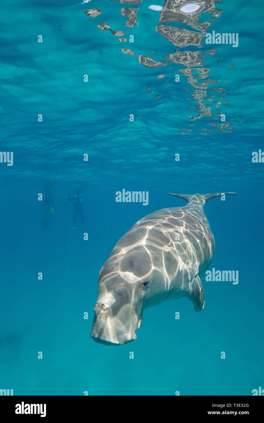 Dugong mâle ou sea cow, Dugong dugon, Espèces en danger critique d'extinction, les plongeurs en arrière-plan, l'île de Calauit, îles CALAMIAN, Palawan, Philippines Banque D'Images