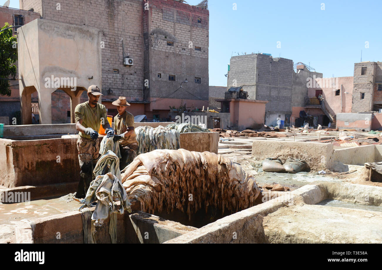 Les hommes marocains travaillant à la tannerie à Marrakech. Banque D'Images