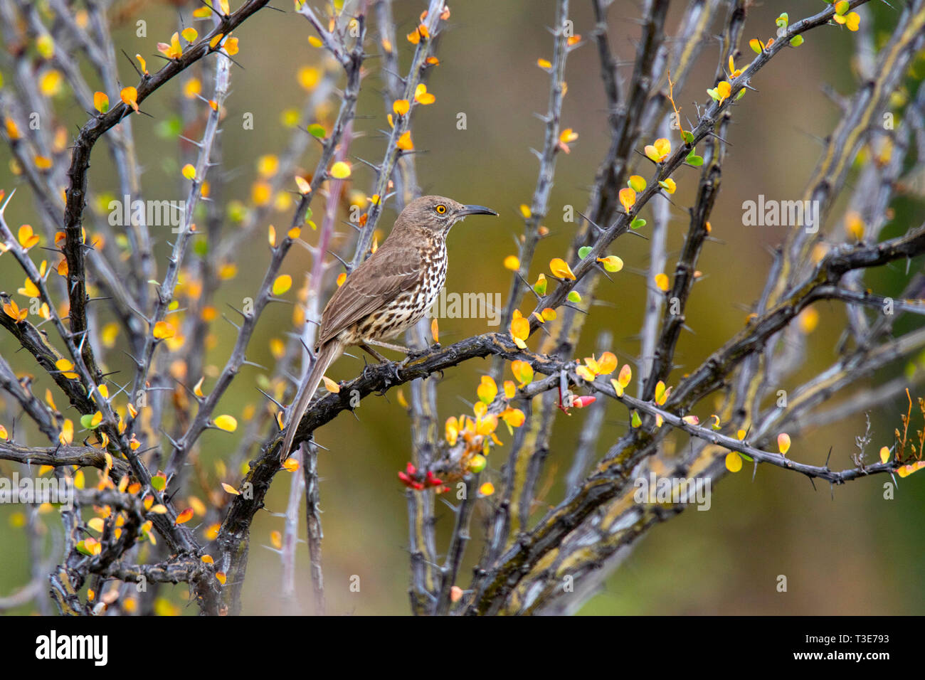 Gray Thrasher Toxostoma cinereum San Ignacio, Baja California Sur, au Mexique 2 mars 2019 Mimidae Adultes Banque D'Images