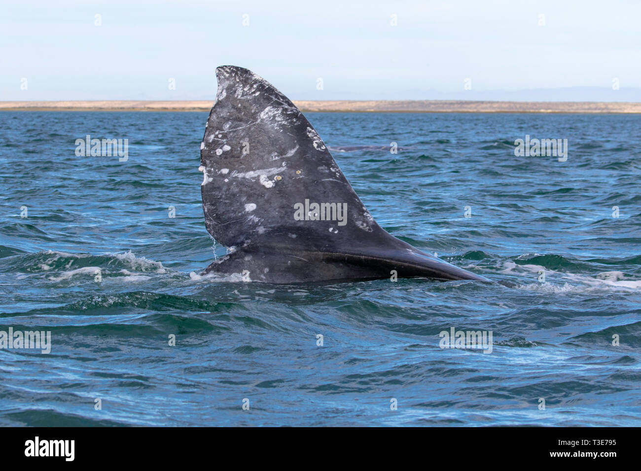 Baleine grise Eschrichtius robustus lagune San Ignacio, Baja California Sur, au Mexique 3 mars 2019 queue adultes. Eschrichtiidae Banque D'Images