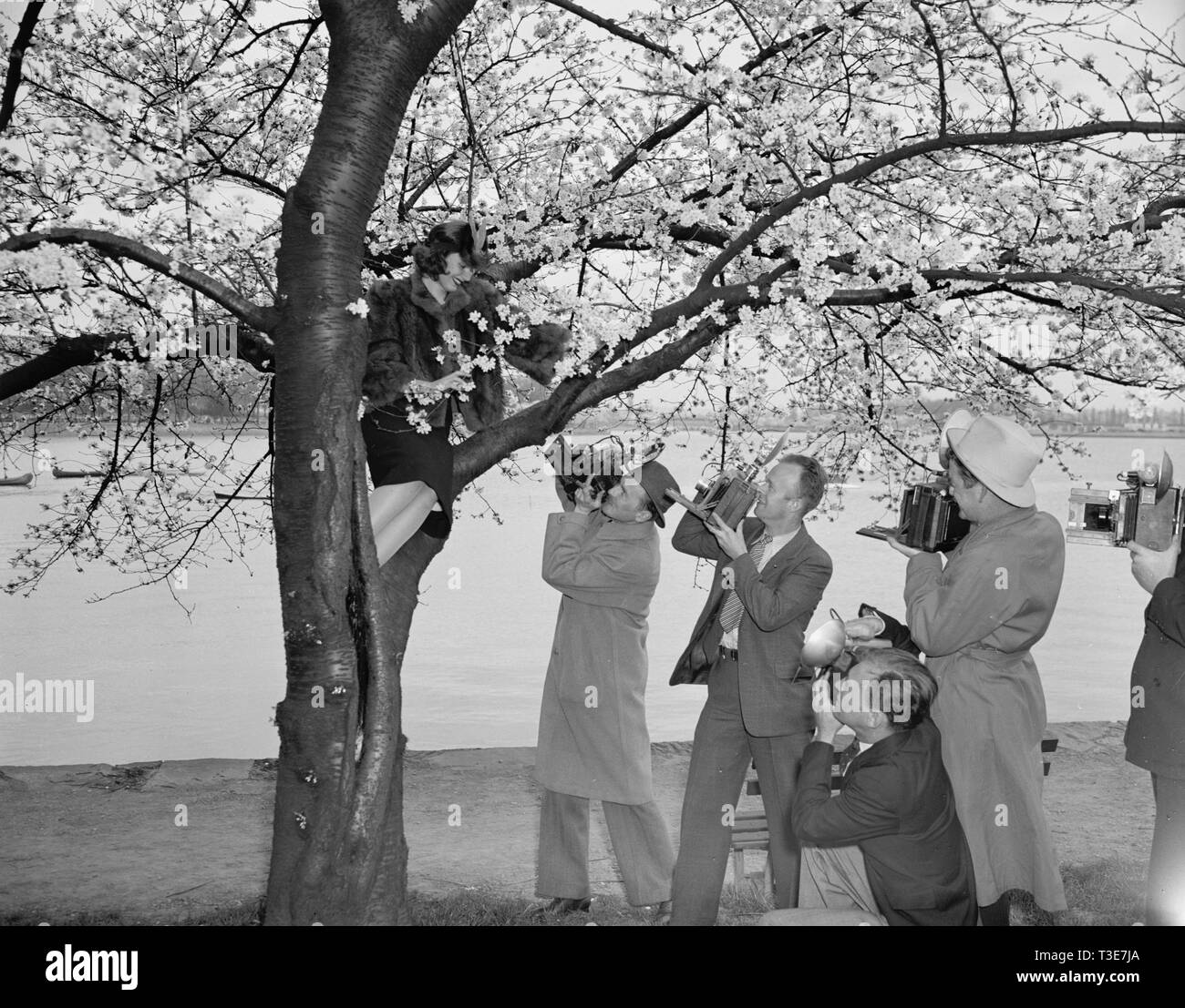 Les photographes de prendre des photos de Miss Patty Townsend, Cherry Blossom reine comme elle s'assoit sur les branches d'un cherry blossom tree ca. 1939 Banque D'Images