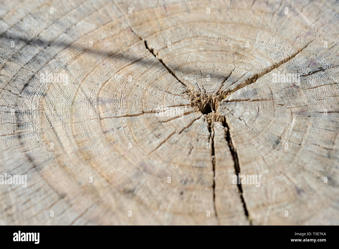 La texture du tronc arbre coupé de près. Fond de bois Banque D'Images