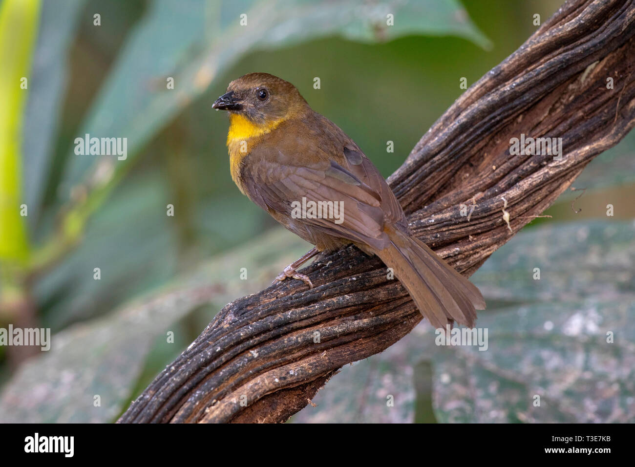 Red-throated Ant-Tanager Habia fuscicauda Sarapiquí, Province d'Alajuela, Costa Rica 18 mars 2019 femelle adultes Cardinalidae Banque D'Images