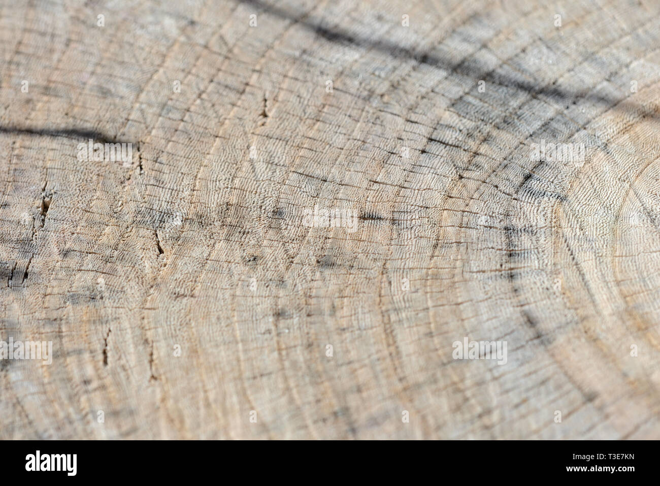 La texture du tronc arbre coupé de près. Fond de bois Banque D'Images