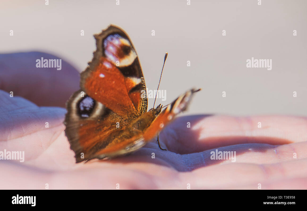 Un magnifique papillon aux ailes lumineuses ouvert se trouve sur un Palm de l'homme et baigne dans les rayons du soleil du printemps. Banque D'Images
