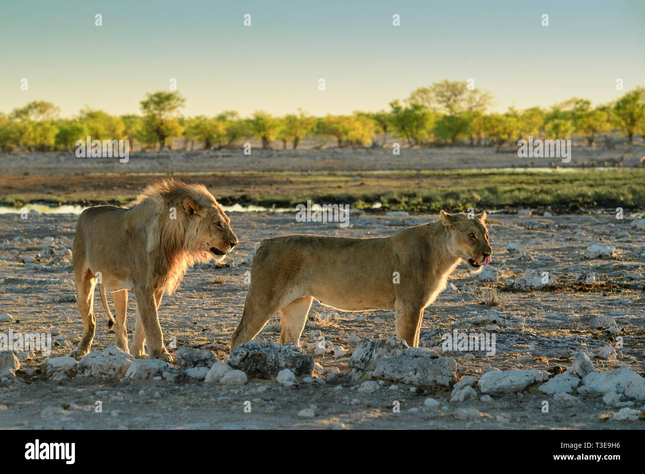 Lion - Panthera leo, animal emblématique de la savane africaine, Etosha National Park, Namibie. Banque D'Images
