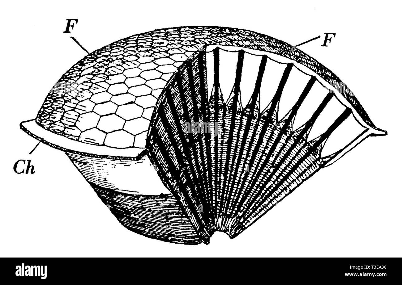 Oeil à facettes ; droit élargie une partie de l'oeil est coupé, afin que les yeux unique en forme de pyramide peut être vu. Ch la chitine couvert de l'organisme. Facettes., anonym Banque D'Images