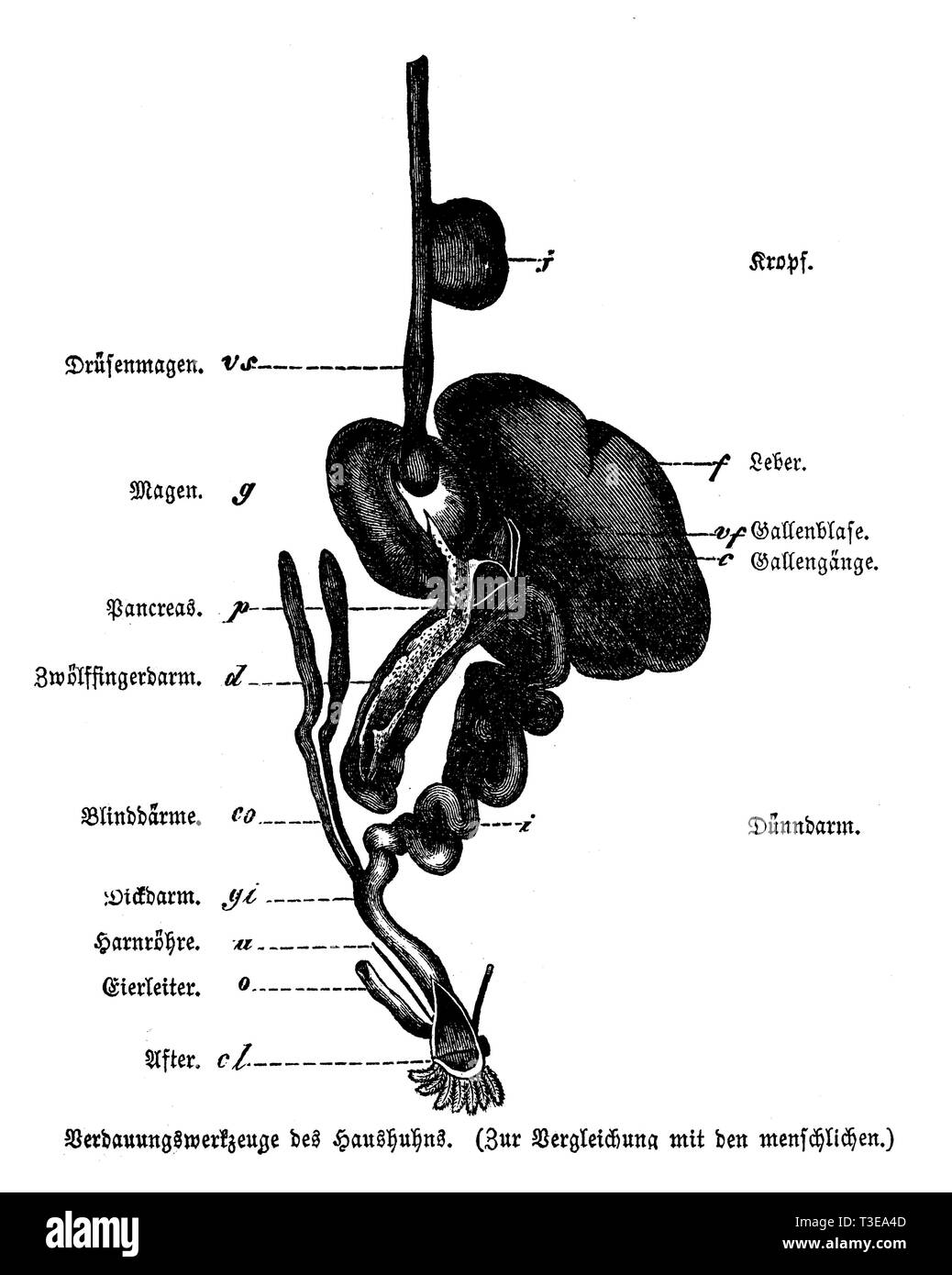 Les oiseaux domestiques : les organes digestifs, anonym 1861 Banque D'Images