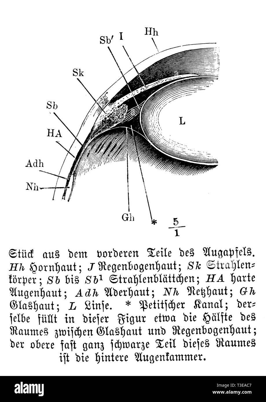 Les droits de l' : pièce de la partie avant du globe oculaire. Hh) cornée ; j) iris ; Sk) corps rayonnant ; Sb) à Sb1) ; folioles rayonnant HA) de la peau dure ; Adh) ; Nh choroïde) rétine ; Gh) la peau en verre ; l) l'objectif. Petitian * canal ; sur cette figure le même on remplit environ la moitié de l'espace entre la membrane et l'iris vitreux ; la partie supérieure, presque complètement noir une partie de cet espace est la chambre postérieure de l'œil., anonym Banque D'Images