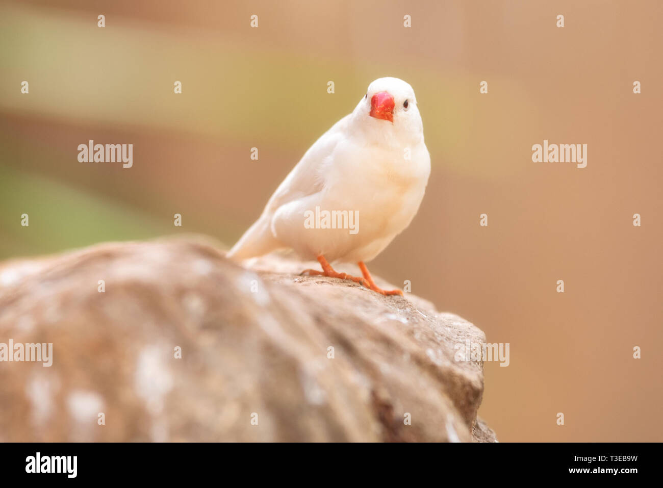 Petit oiseau mignon, Finch oiseau sur l'arbre branche . . Banque D'Images