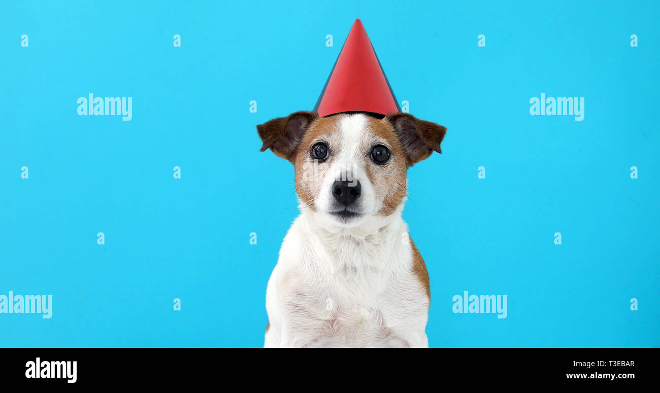 Mignon chien en rouge party hat conçu Banque D'Images Mignon chien en rouge party hat conçu Banque D'Images