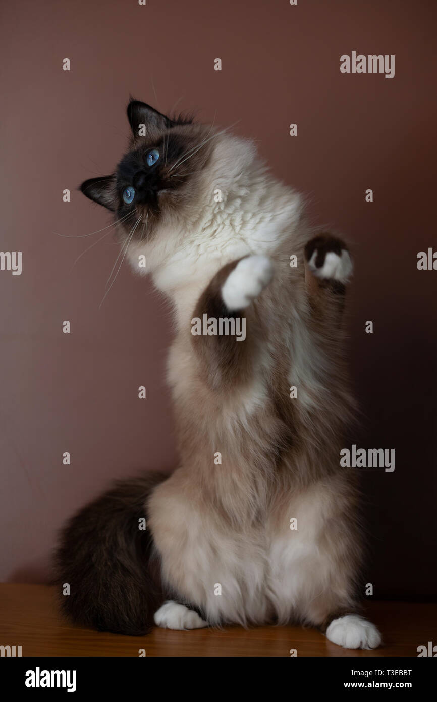 Un mâle seal-point chat Birman Banque D'Images