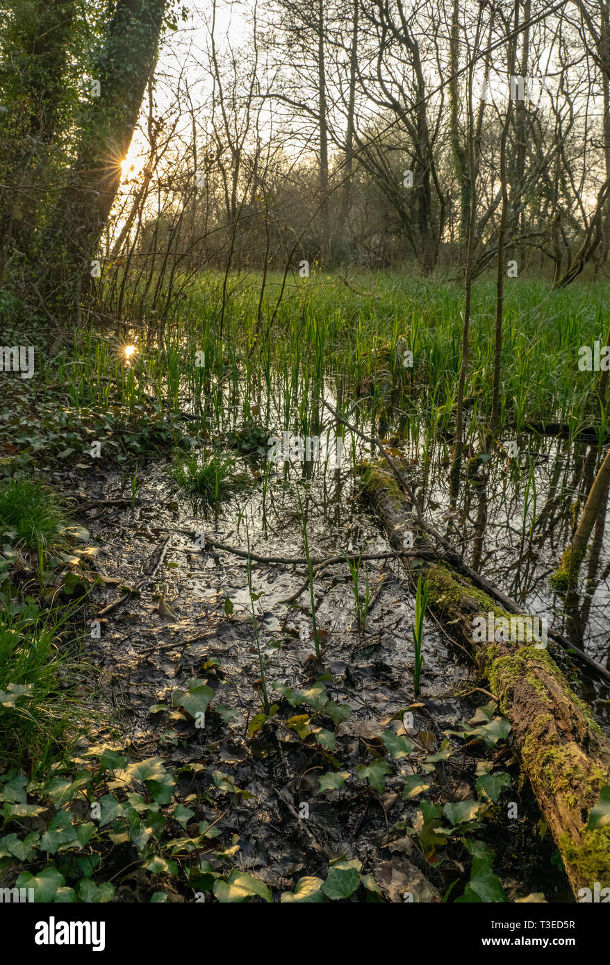 Les marécages forestiers Banque D'Images