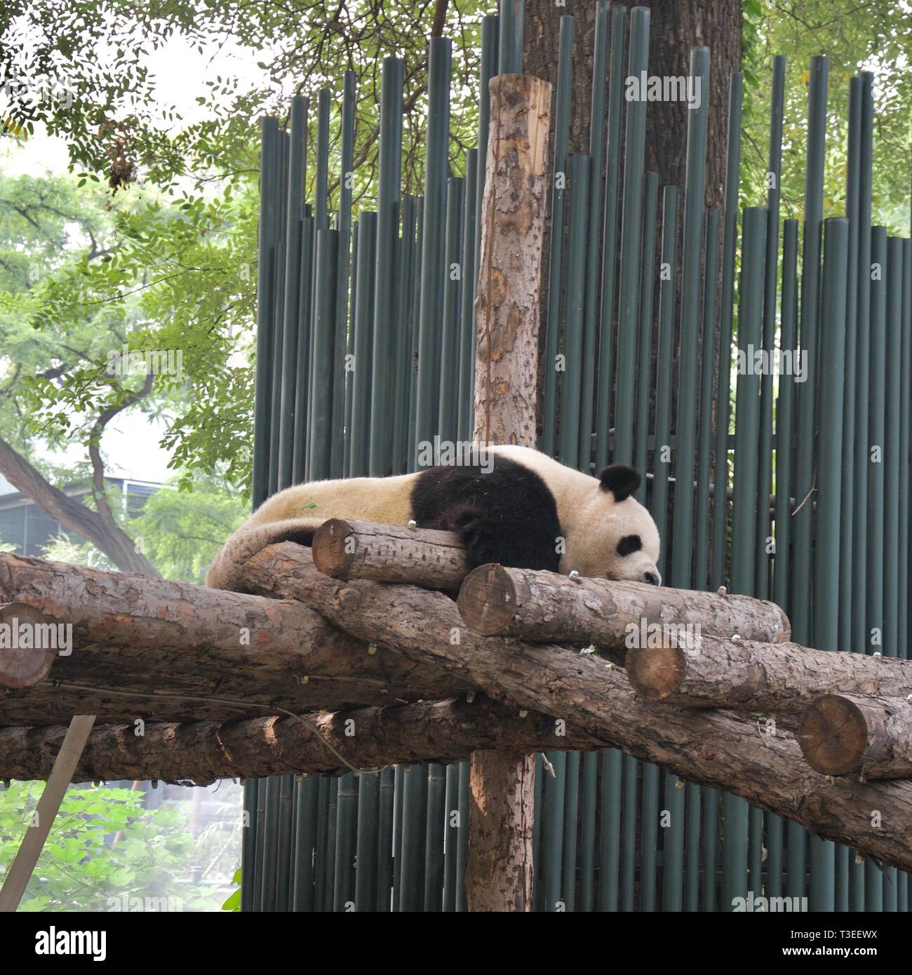 Un paresseux panda noir et blanc endormi sur une plate-forme faite de poutres en bois Banque D'Images