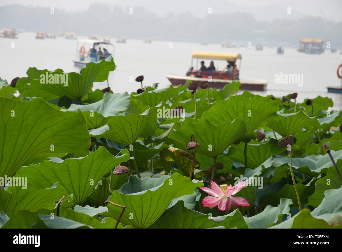 Fleur de lotus rose et feuilles de lotus en premier plan sur le lac chinois. Bateaux touristiques peddle (pédalos) sur le lac Misty en arrière-plan. Summer Palace, Beijing - Banque D'Images