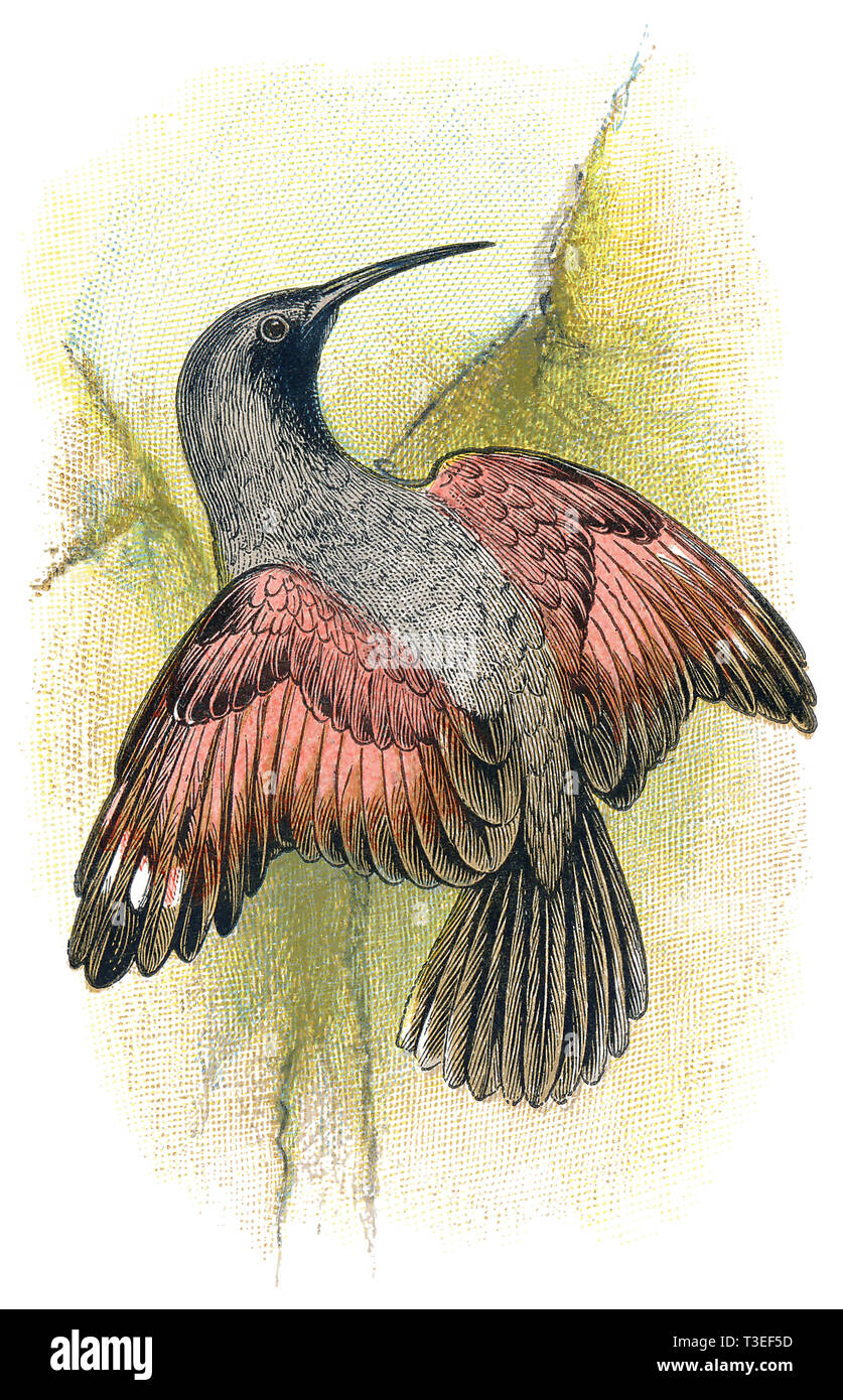 1898 gravure d'une couleur wallcreeper (Tichodroma muraria). Banque D'Images