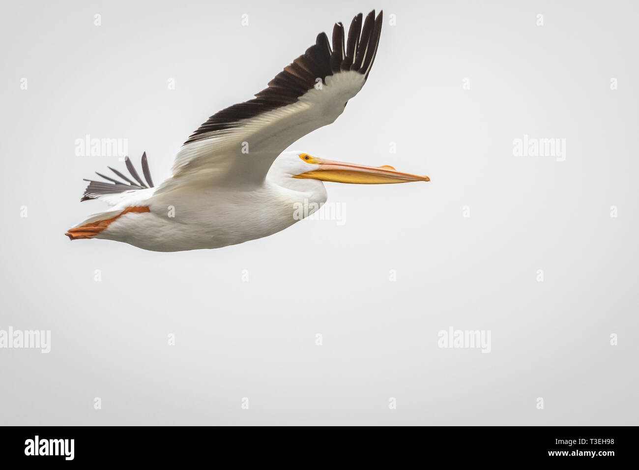 Pélican blanc (Pelecanus erythrorhynchos) en vol au-dessus du lac Hefner à Oklahoma City Banque D'Images