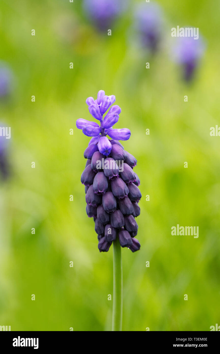 Muscari latifolium. Muscaris dans le jardin. Banque D'Images