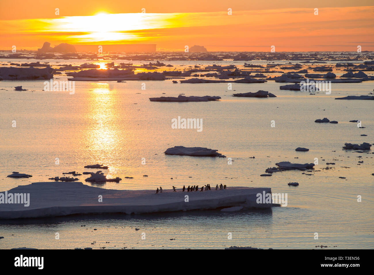 Les manchots Adélie sur la glace de mer dans l'Antarctique, mer de Weddell, l'Antarctique au crépuscule. Banque D'Images