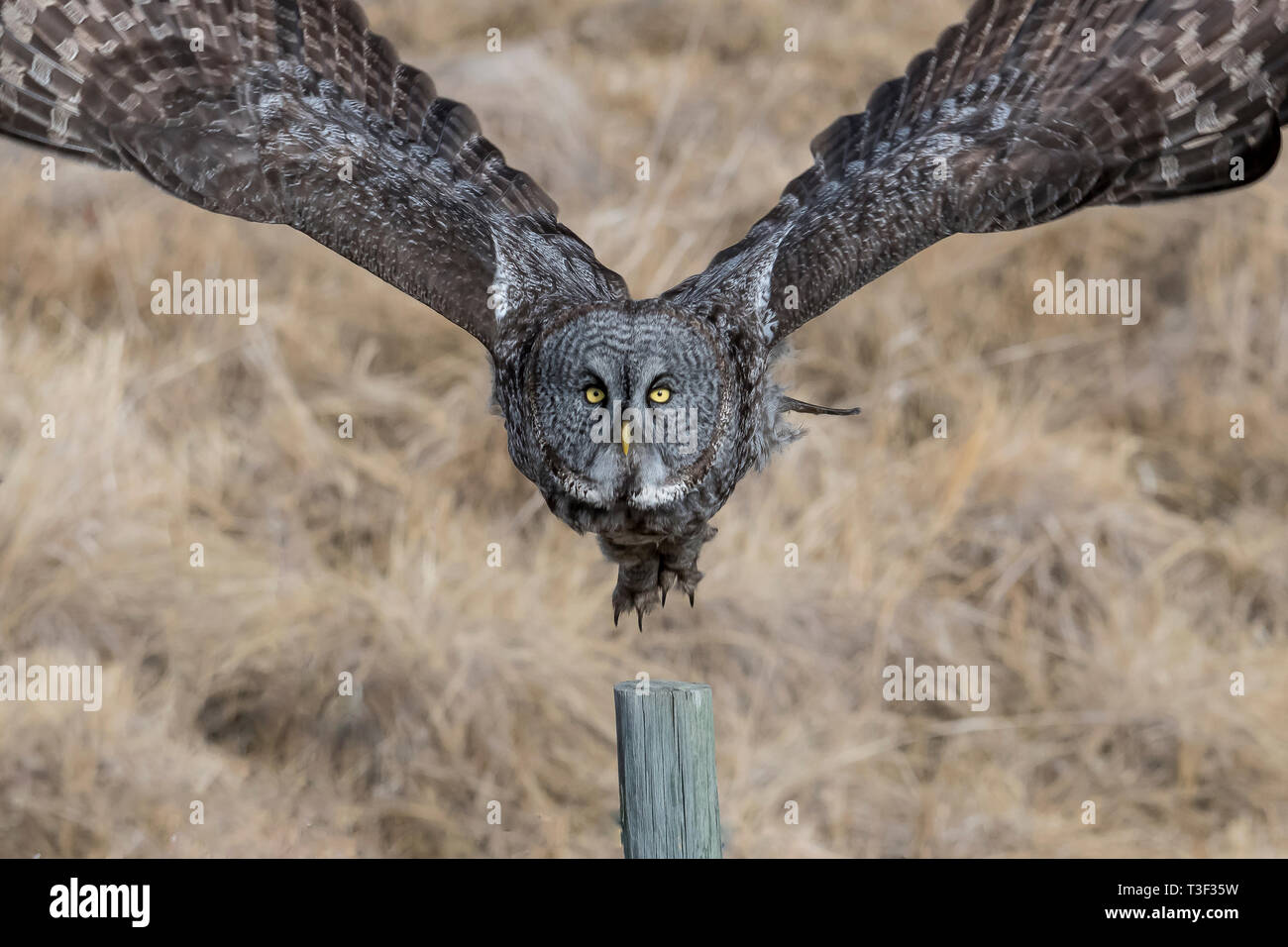 La chouette lapone est le plus grand hibou en Amérique du Nord, bien qu'il n'est pas la plus lourde, qui titre va à l'harfang des neiges. Le grand t est souvent gris Banque D'Images