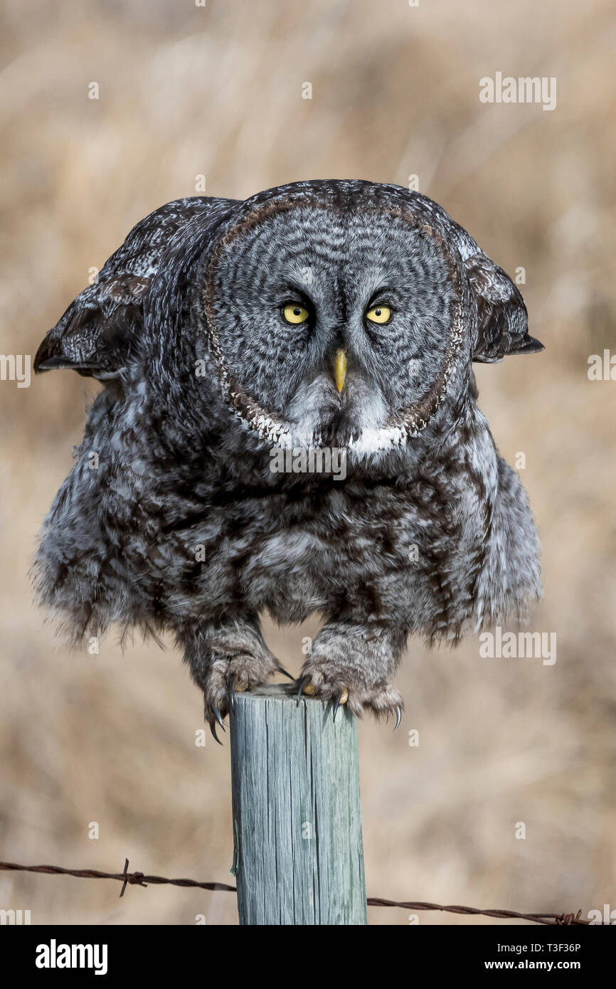 La chouette lapone est le plus grand hibou en Amérique du Nord, bien qu'il n'est pas la plus lourde, qui titre va à l'harfang des neiges. Le grand t est souvent gris Banque D'Images