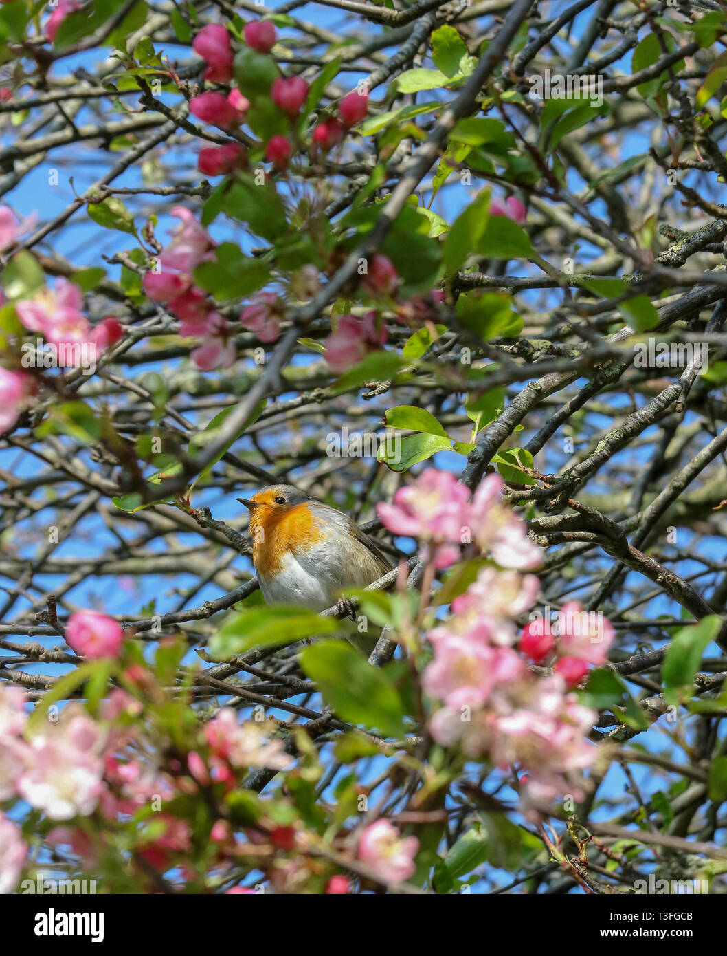 Lurgan Park, County Armagh, en Irlande du Nord. 09 avril 2019. Royaume-uni - un après-midi ensoleillé avec des températures autour de 12C, mais dans la brise fraîche. Un robin profitant du soleil du printemps entouré de cerisiers en fleurs et un fond de ciel bleu. Crédit : David Hunter/Alamy Live News. Banque D'Images