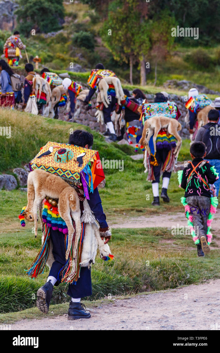 Randonnée homme péruvien en vêtements traditionnels avec des lamas morts à l'arrière, cérémonie rituelle locale, Cuzco, Pérou Banque D'Images