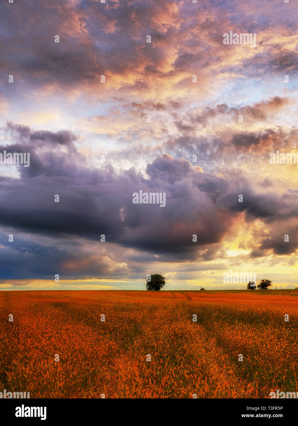 Coucher de soleil pré Banque D'Images