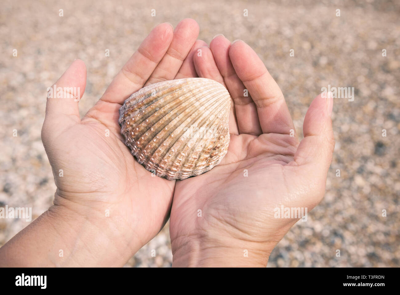 Mains de femmes tenant un coquillage sur la plage Banque D'Images