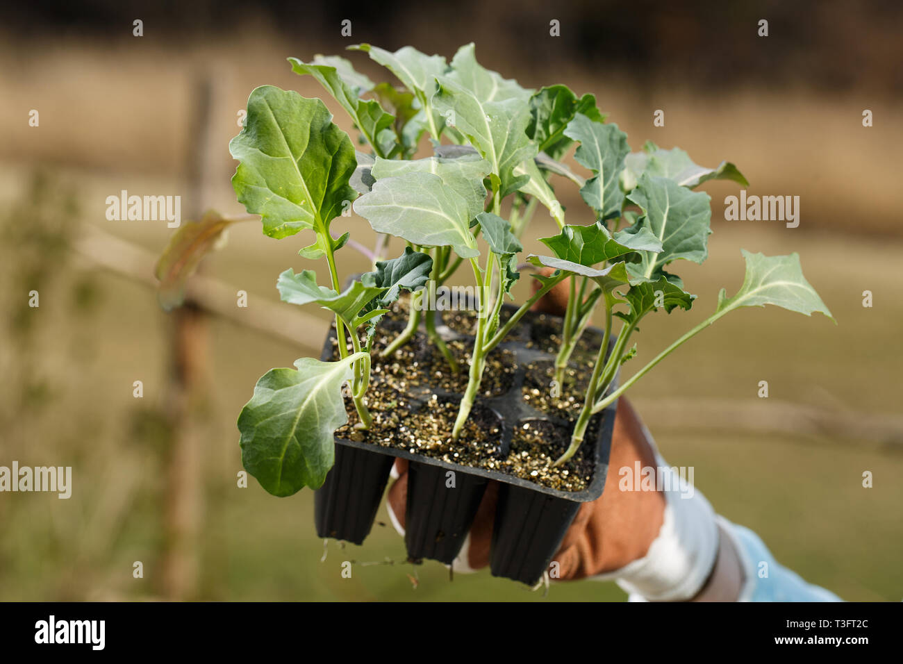 Le brocoli biologique collection semis prêts à être plantés sur le jardin. Jardinage, aliments sains produits dans le pays, le concept d'auto-approvisionnement. Banque D'Images