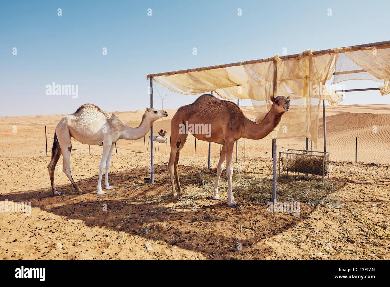 Deux chameaux en camp bédouin contre les dunes de sable. Whaiba Sands, Oman Banque D'Images