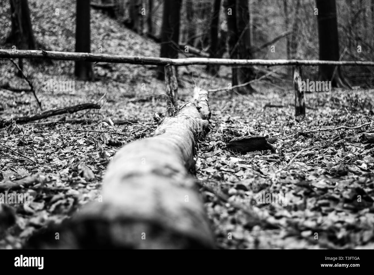 Arbre tombé gisant dans la forêt Banque D'Images