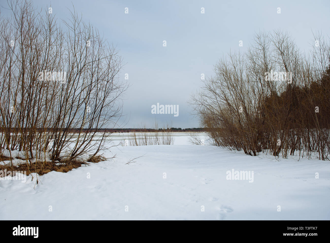 L'arrivée du printemps sur les rives de la rivière Vychegda. La glace s'assombrit. Bientôt, la dérive de la glace commence. Banque D'Images