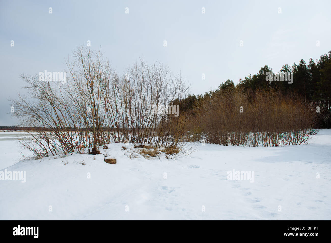 L'arrivée du printemps sur les rives de la rivière Vychegda. La glace s'assombrit. Bientôt, la dérive de la glace commence. Banque D'Images