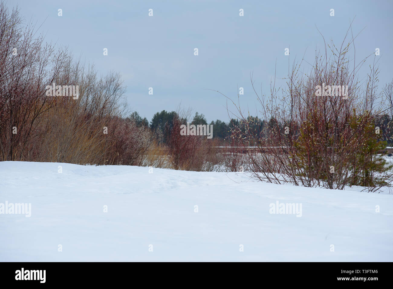 L'arrivée du printemps sur les rives de la rivière Vychegda. La glace s'assombrit. Bientôt, la dérive de la glace commence. Banque D'Images
