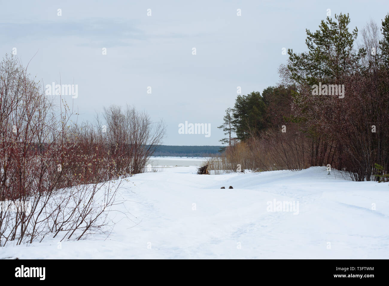 L'arrivée du printemps sur les rives de la rivière Vychegda. La glace s'assombrit. Bientôt, la dérive de la glace commence. Banque D'Images